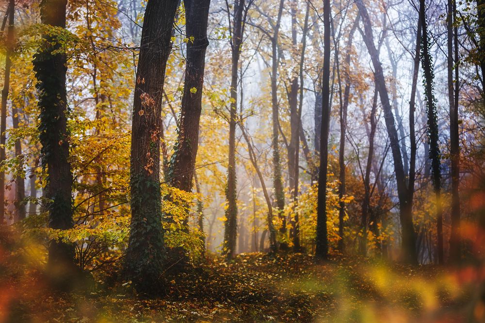 Foggy Autumn Forest