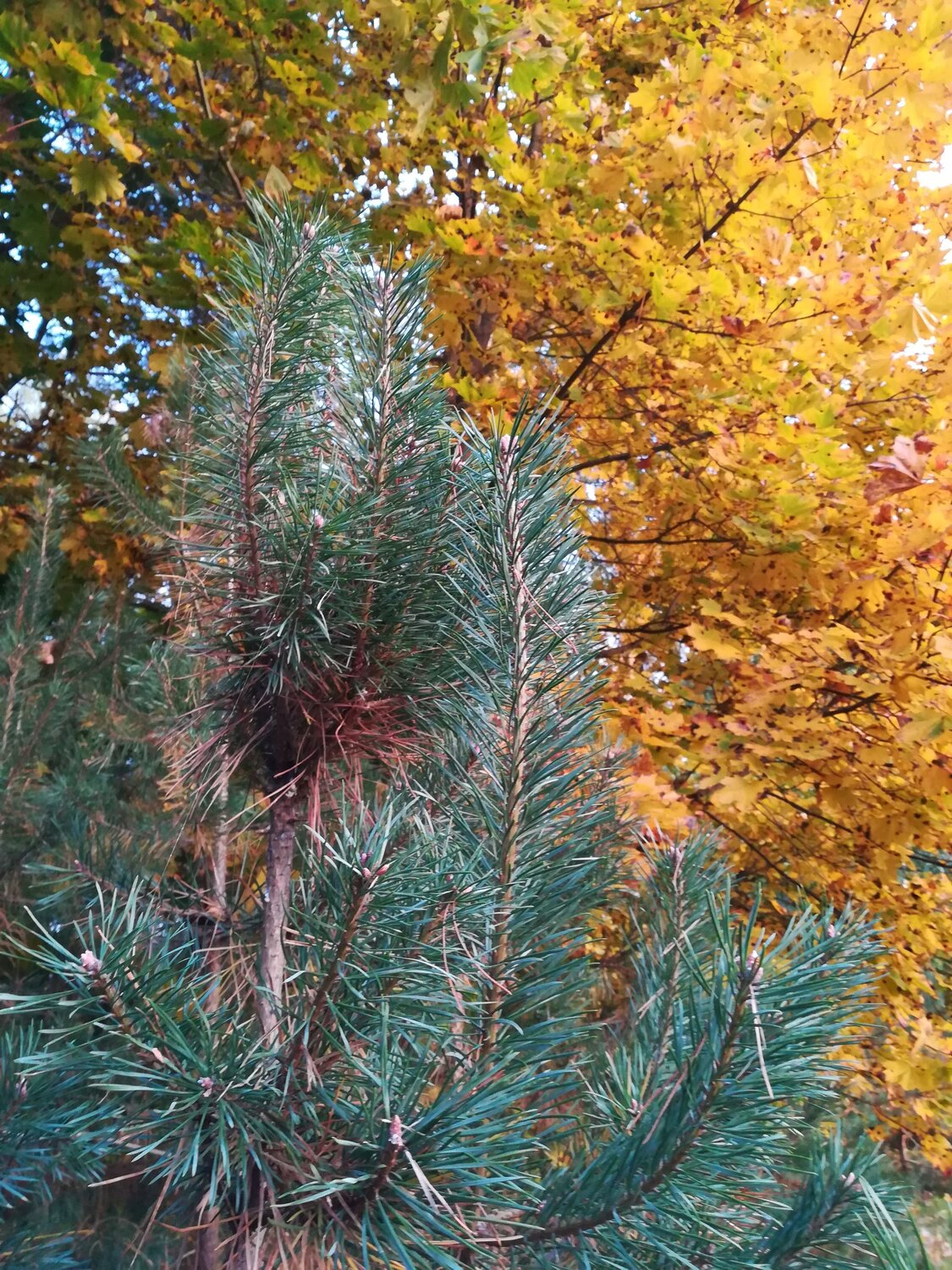 Photo #6593052