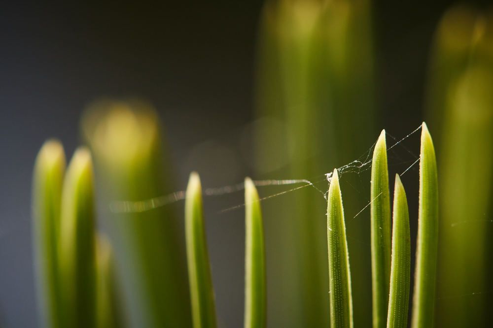 Photograph by Ivo Veljanov