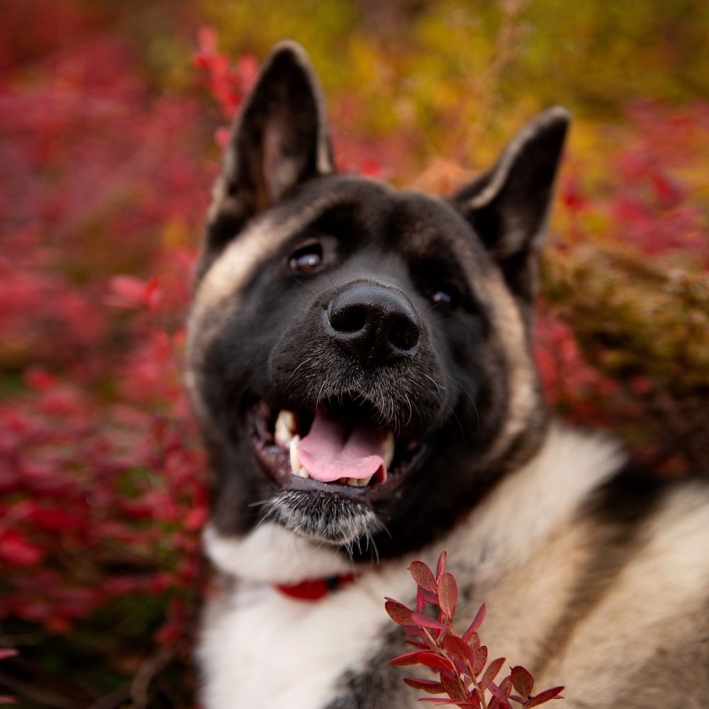 Photograph by Екатерина Швец