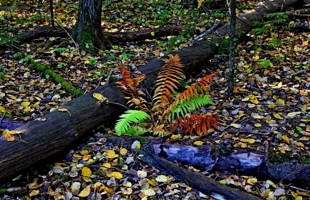 Photograph by Александр Бугаенко