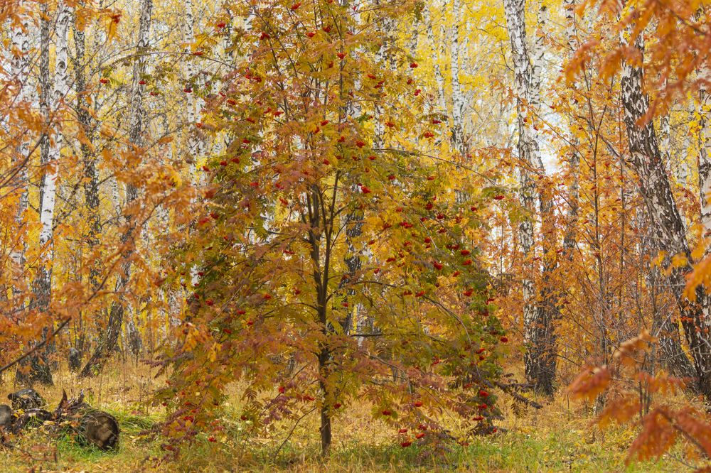 Photograph by Василий Шуманев