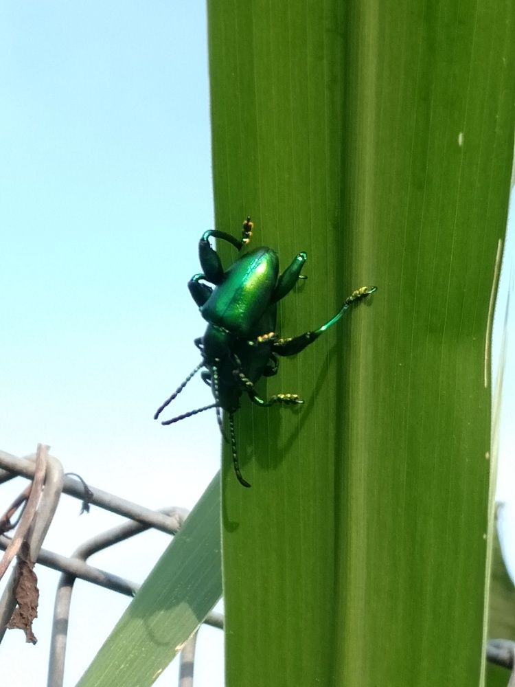 Jewel of Nature
