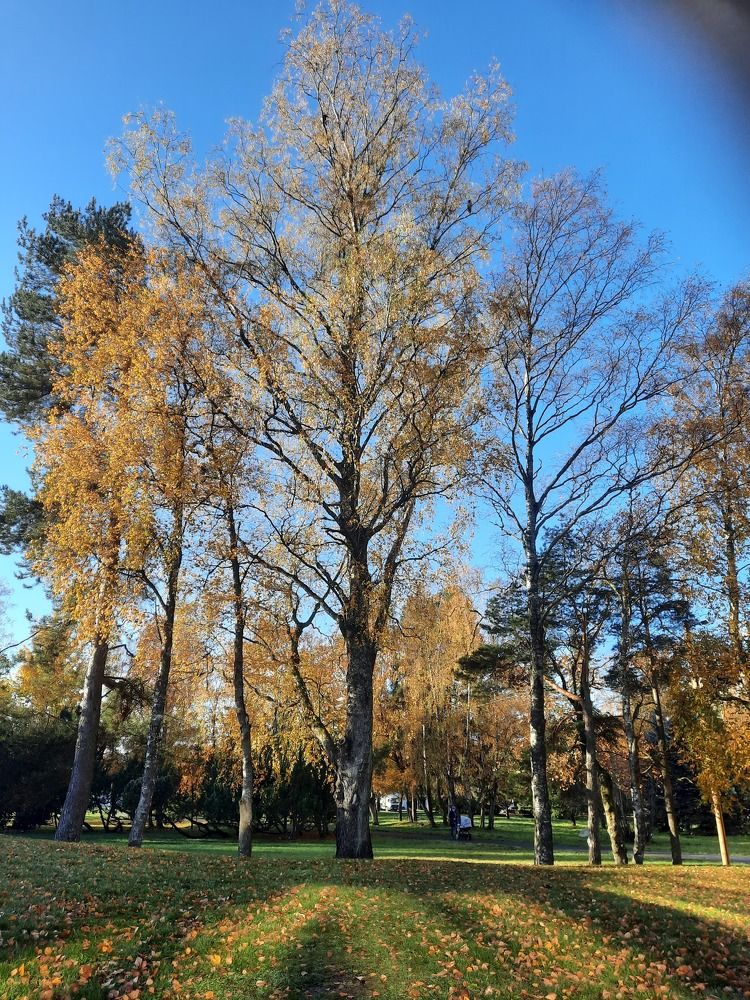 Осень, осень........