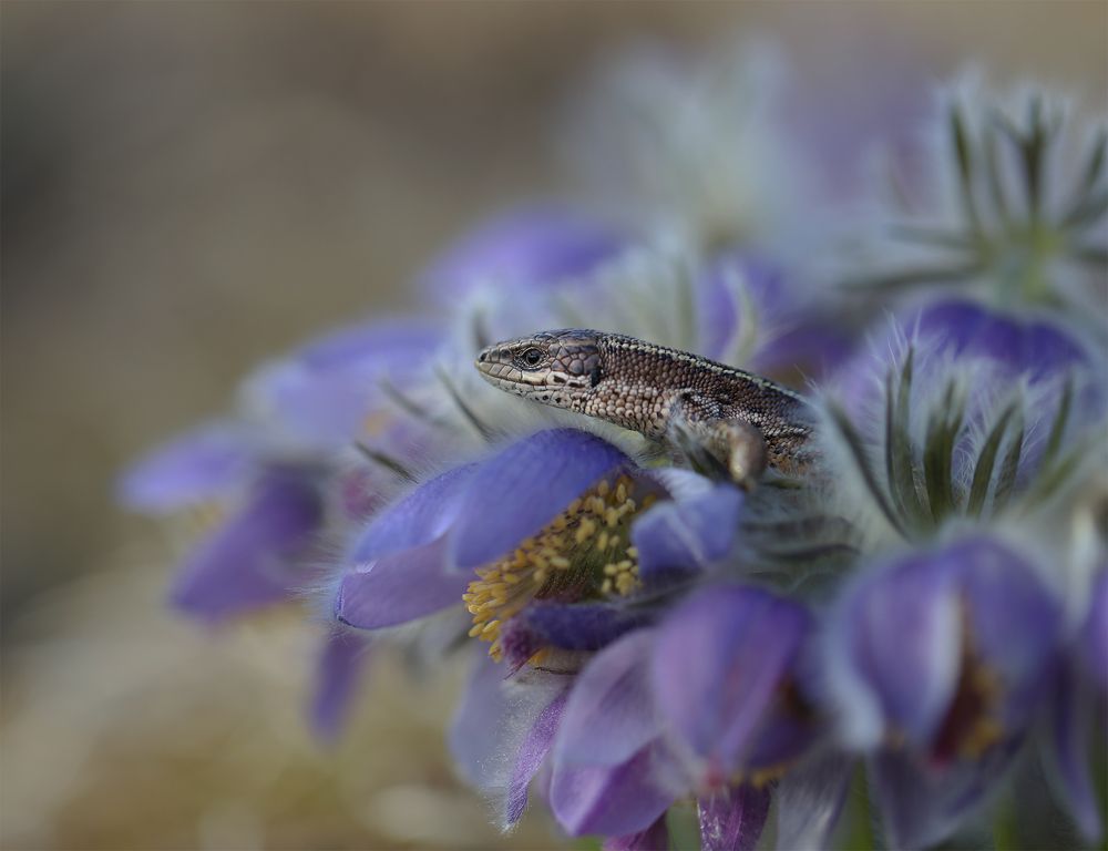 Photograph by Евгения Левина