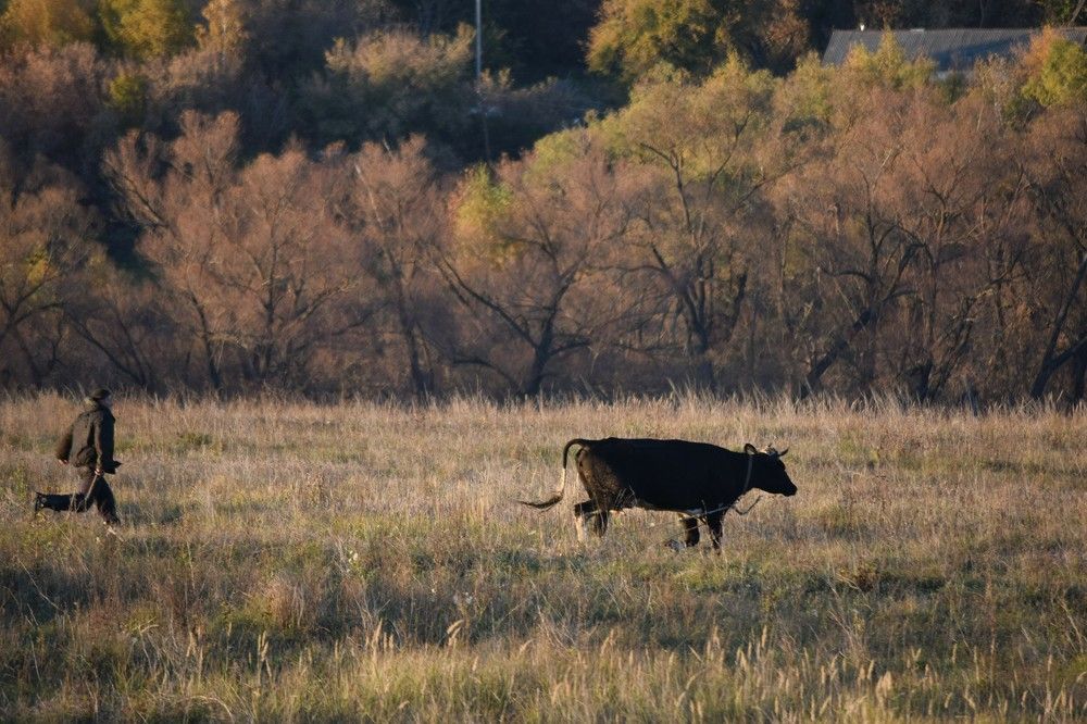 Веселые гонки.