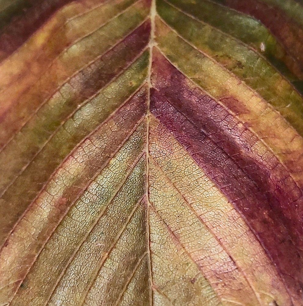 Photograph by Андрей Шахов