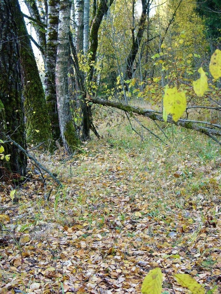 Photograph by ЕКАТЕРИНА БУЛАНОВА