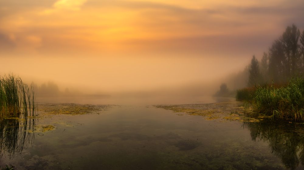 Туман на пруду