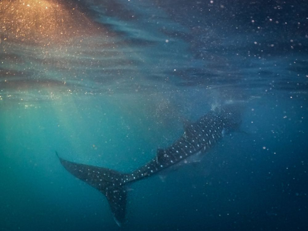 Фотография автора Ayip Samira