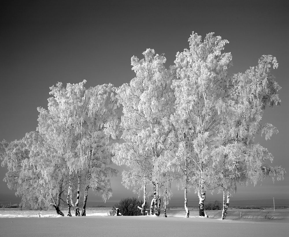 Кудрявый иней