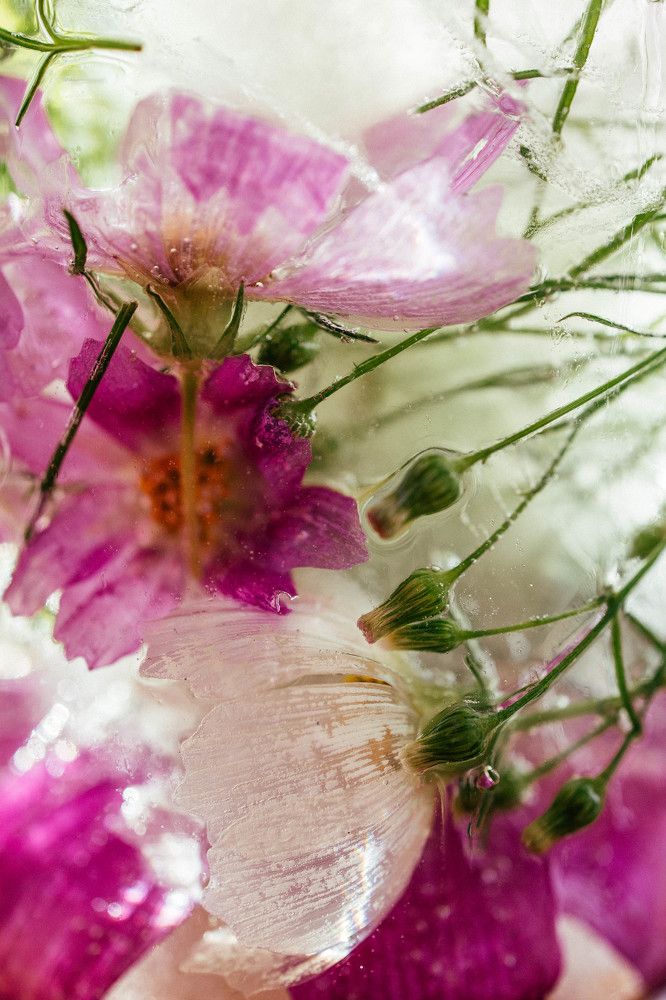 Photograph by Natalya Stepanova