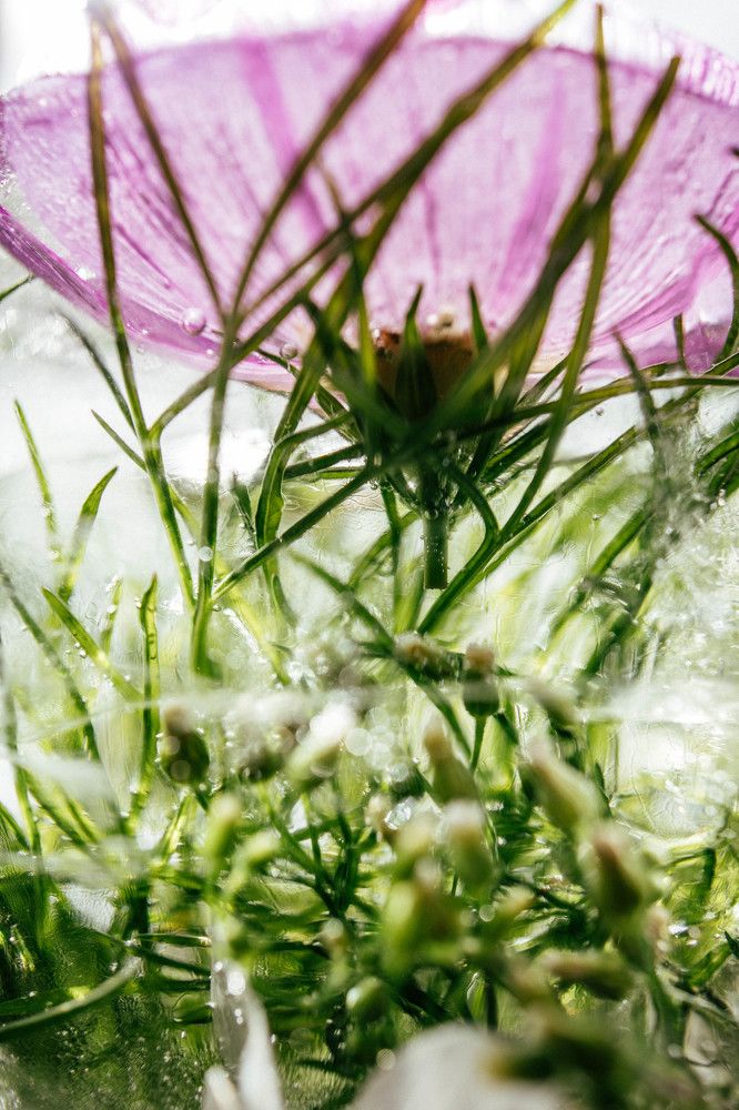 Photograph by Natalya Stepanova