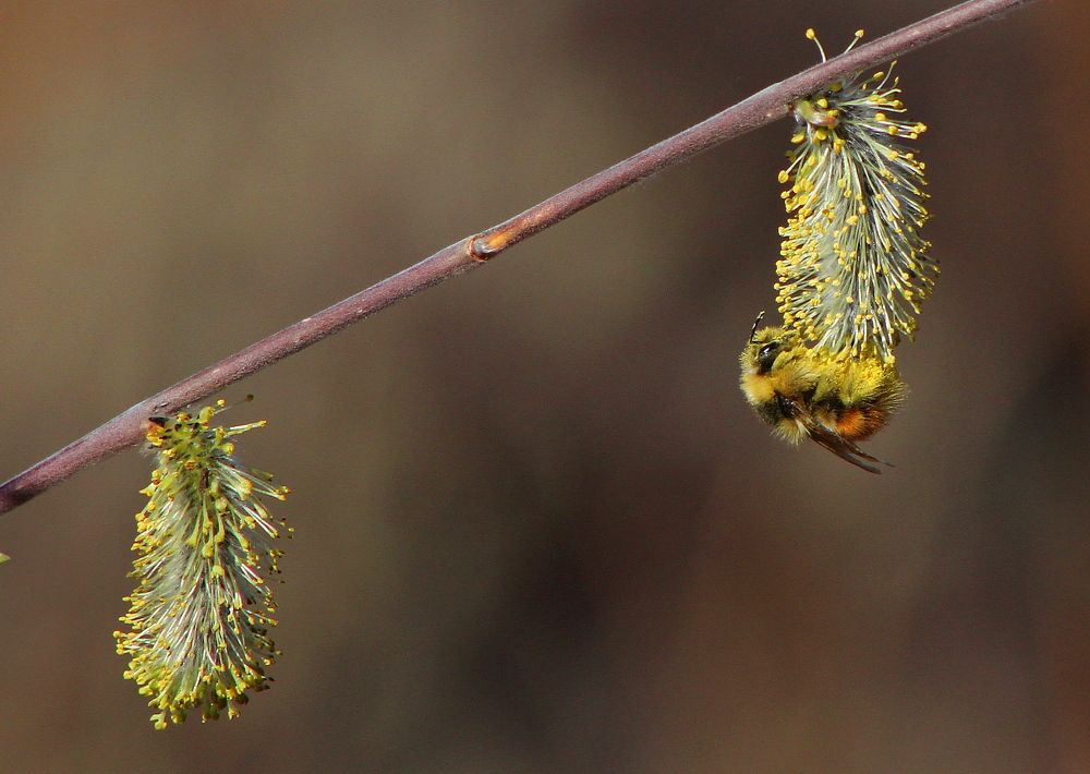 Photograph by Александр Велигура