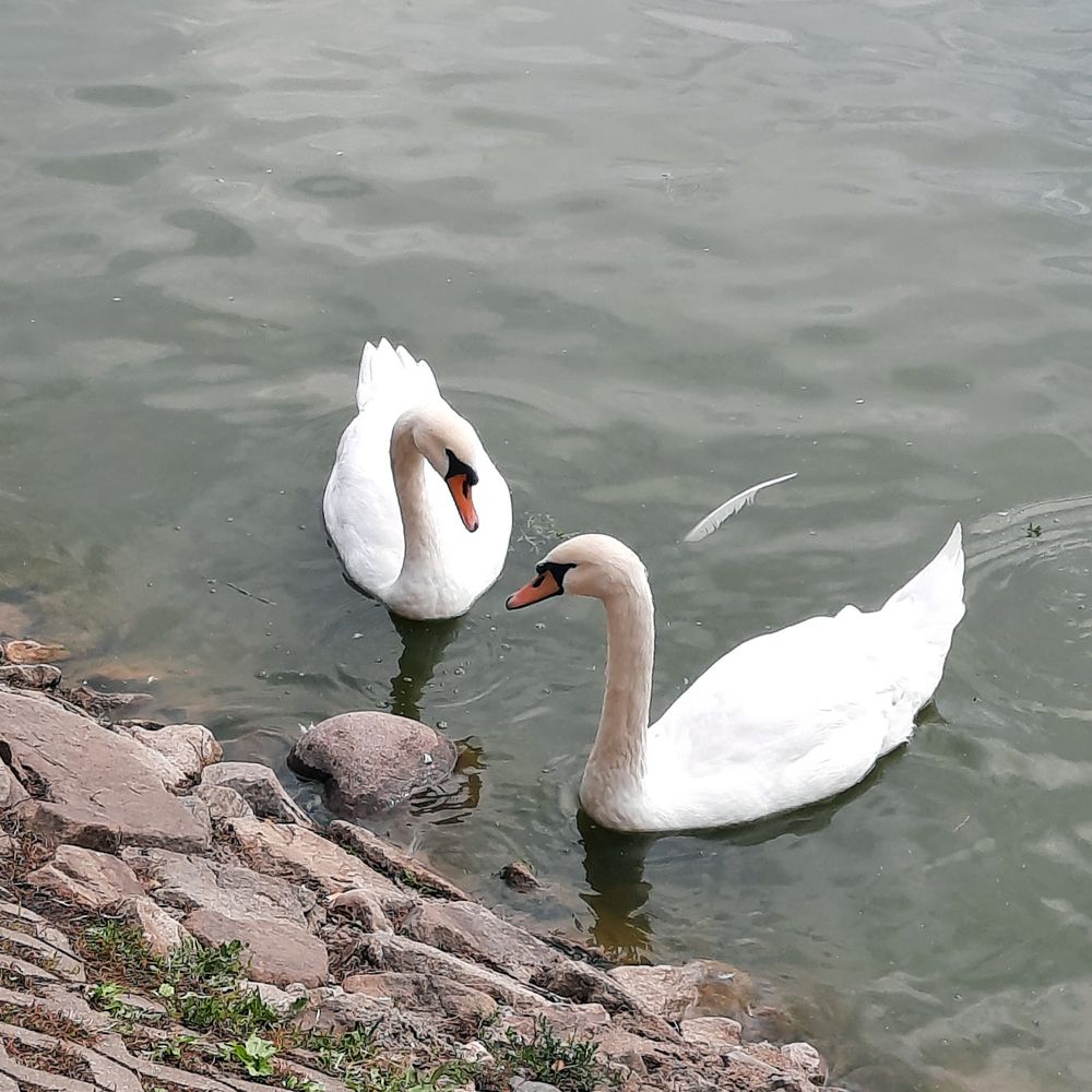 Лебеди на пруду