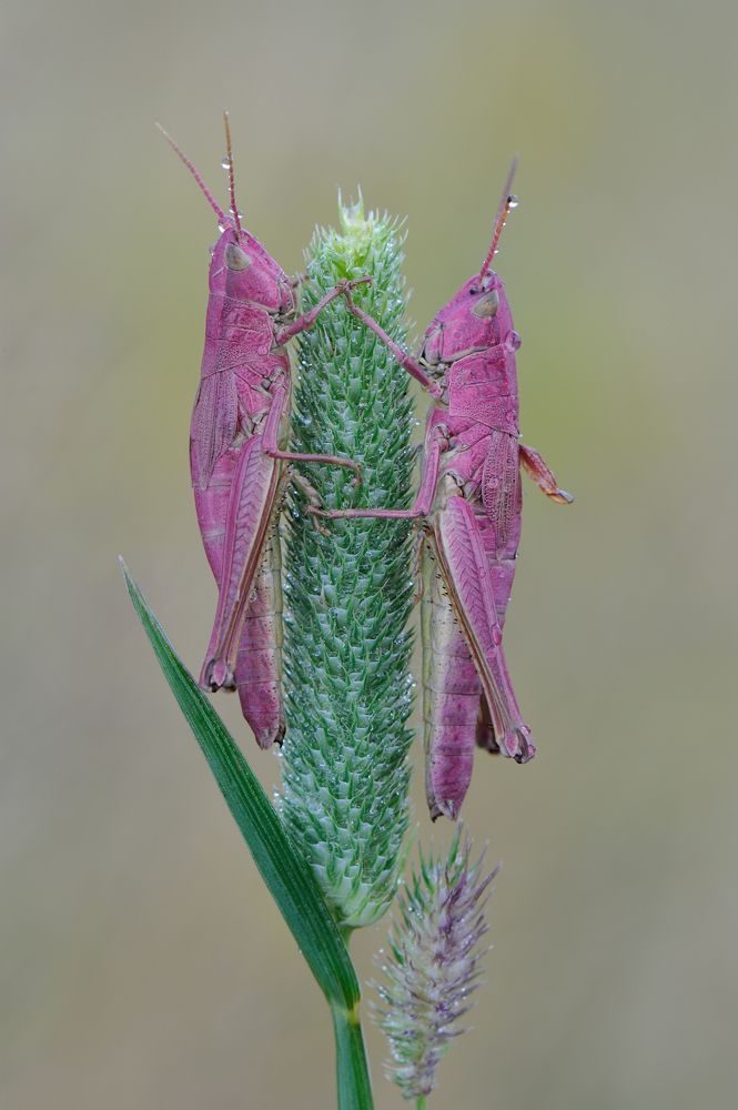 Сестры близнецы.