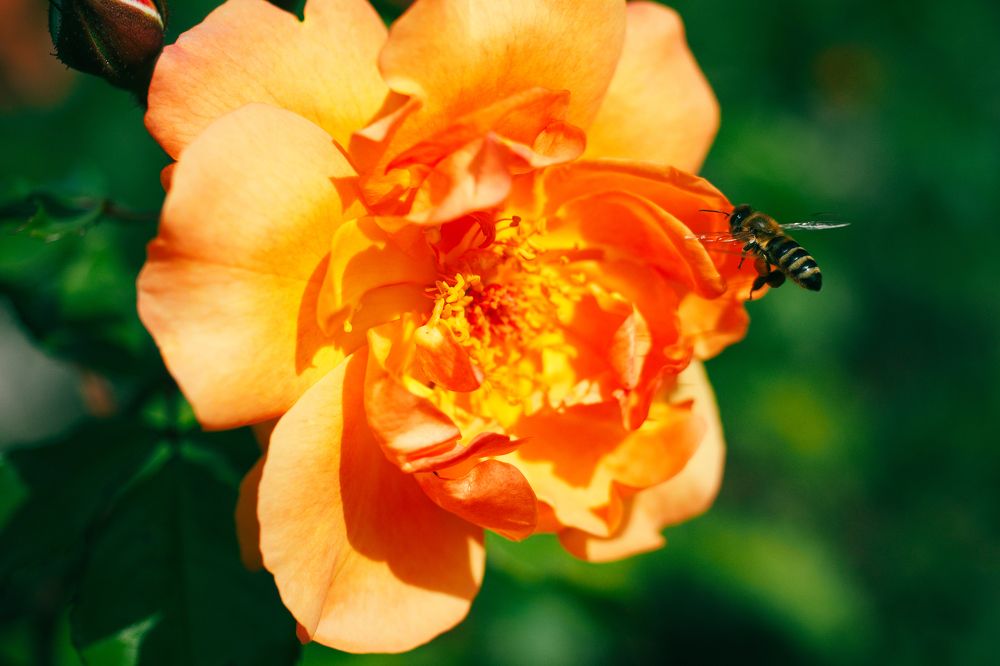 Photograph by Глухоманюк Галина