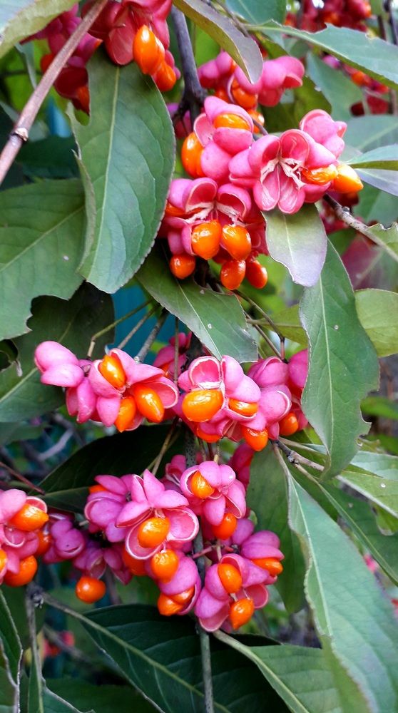 Photograph by Elena Morozova