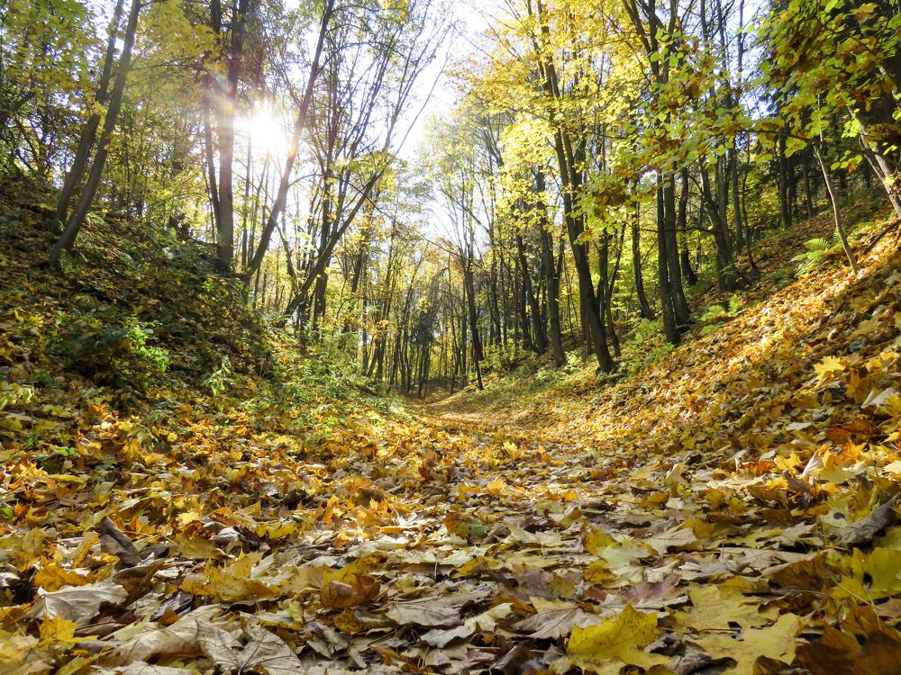 Autumn fallen leaves in a city park in Mogilev