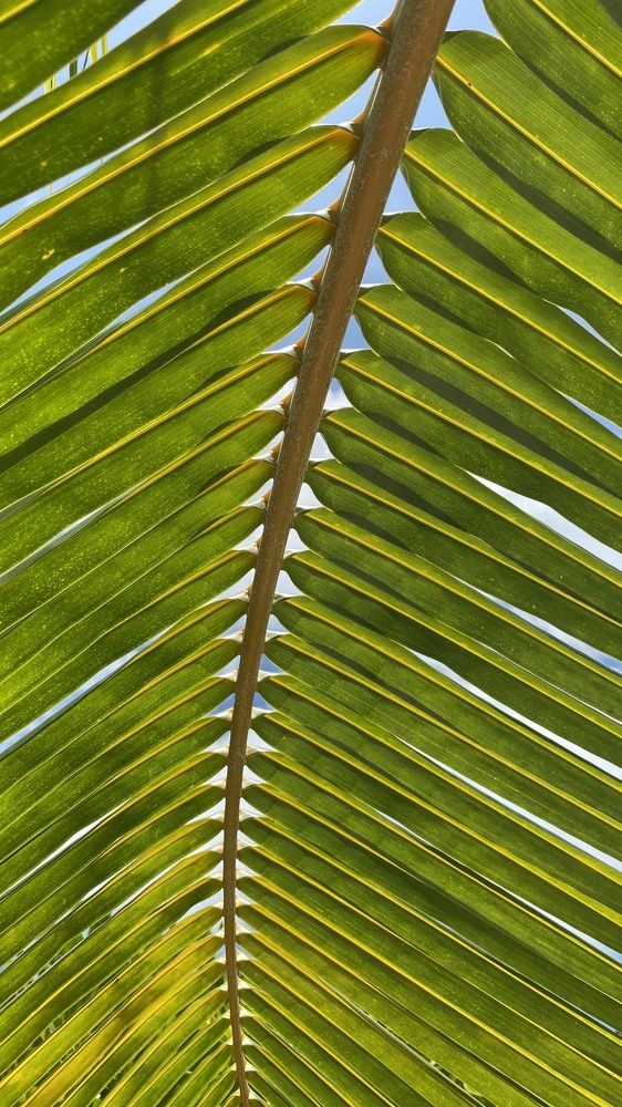 Фотография автора Ирина Копылова