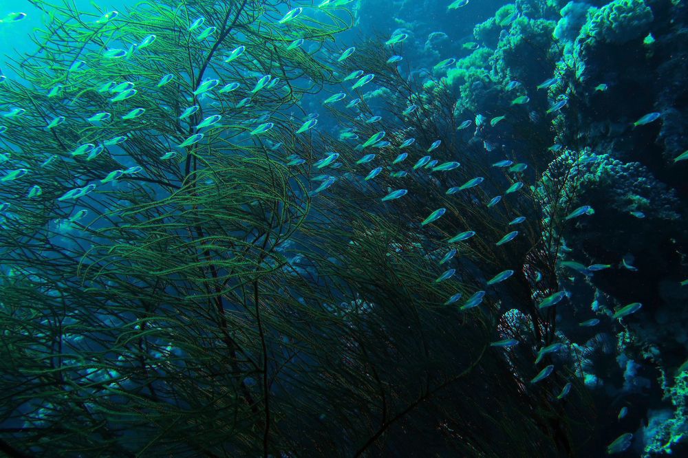 Photograph by Olga Oginskaya