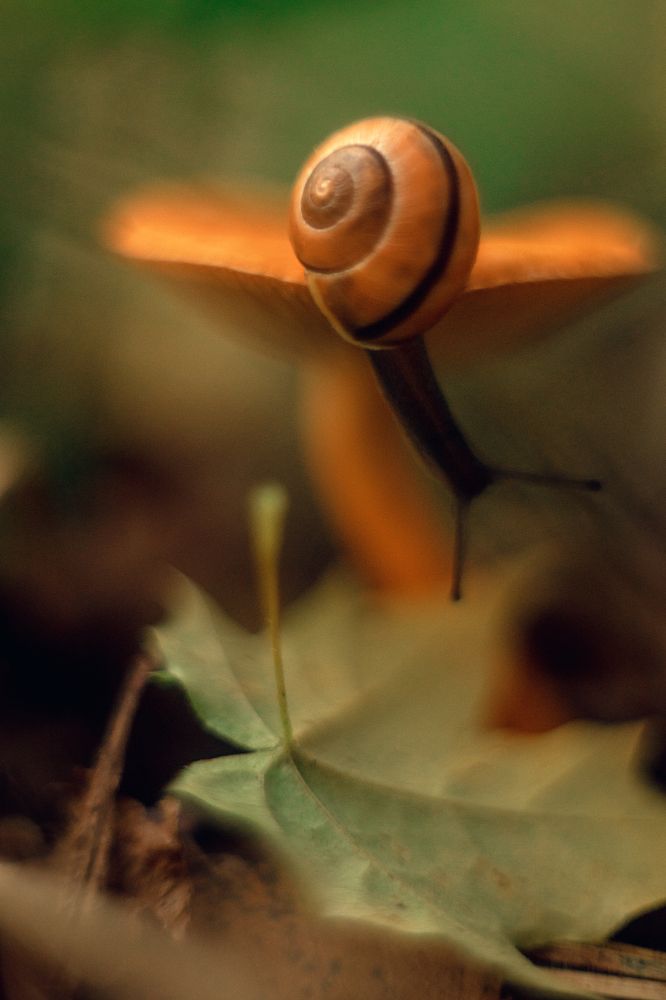 Фотография автора Анжелика