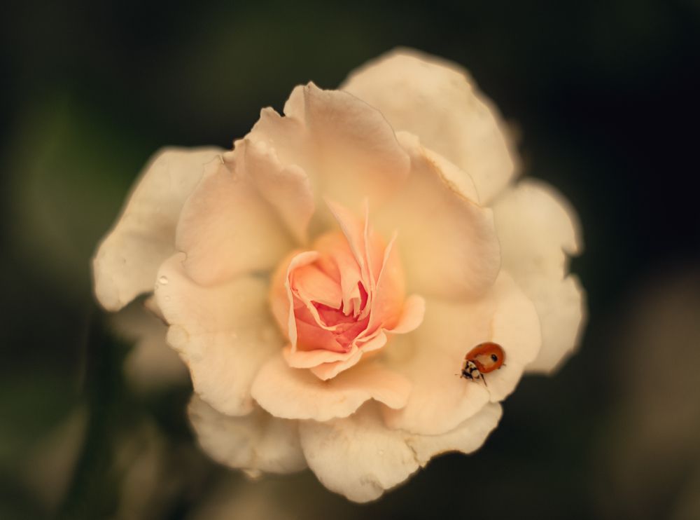 Фотография автора Анжелика