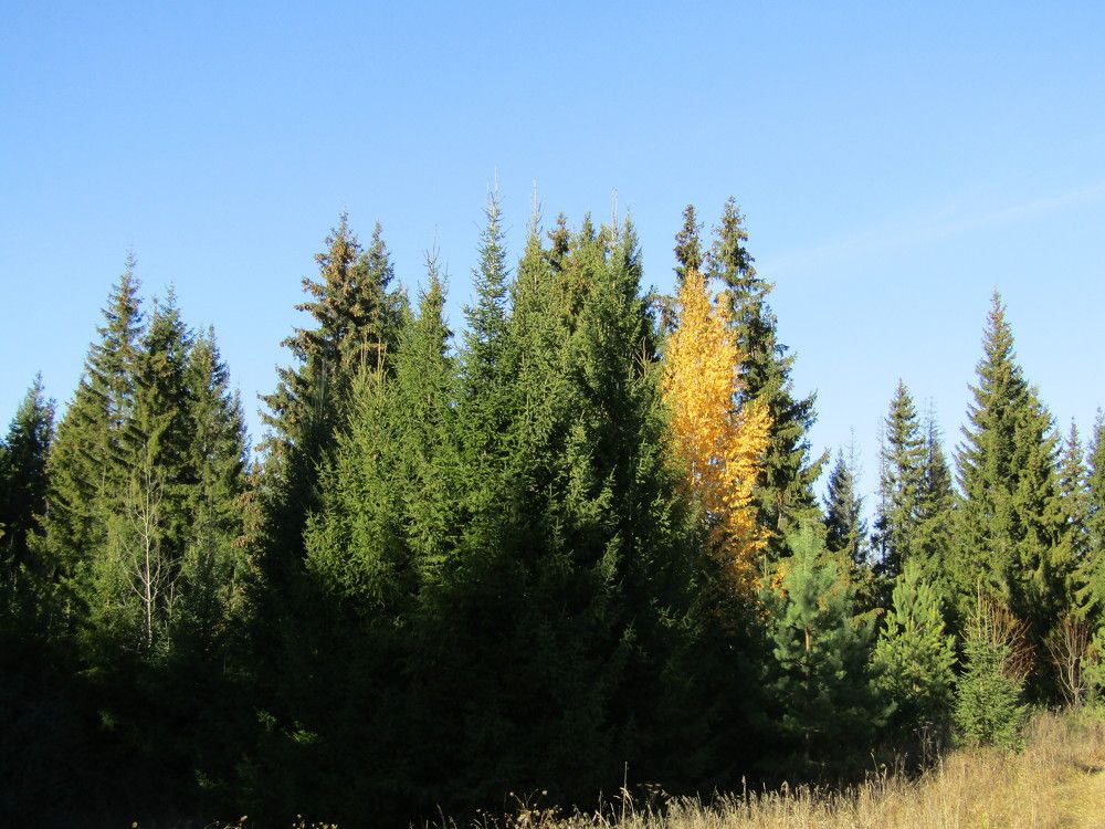 Photograph by Николай Худяков