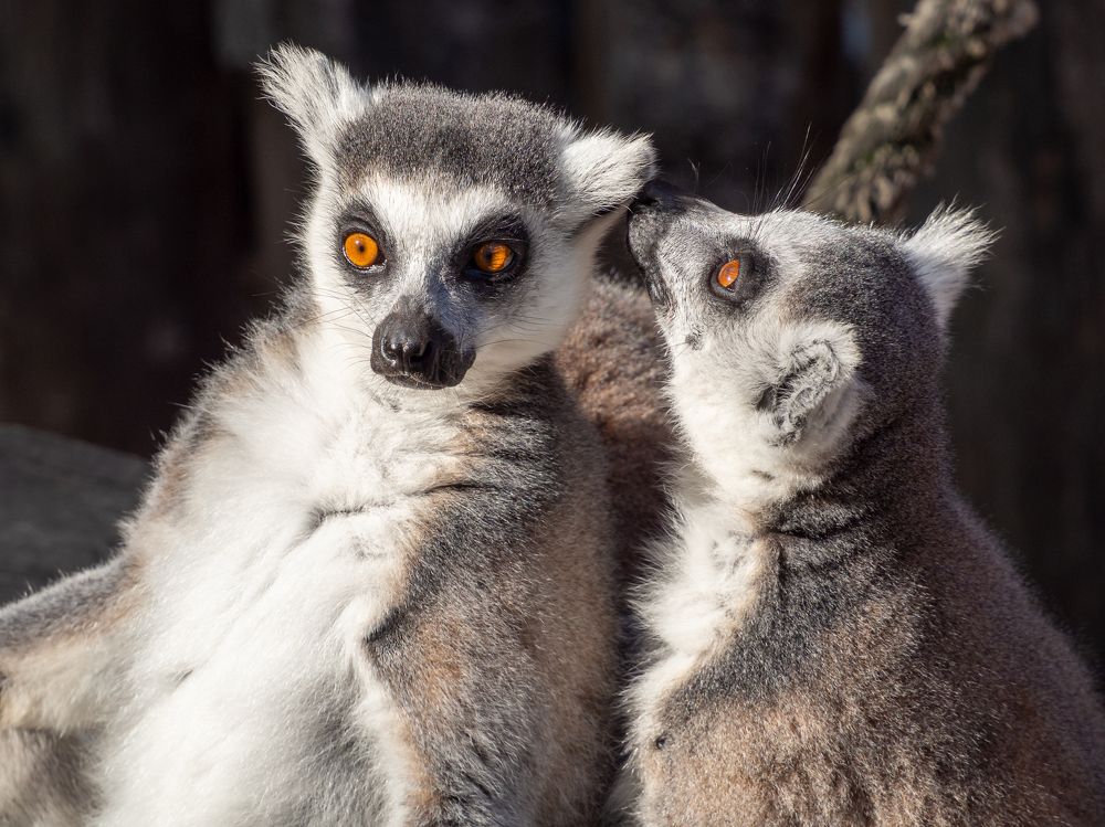 Фотография автора Denes Doma