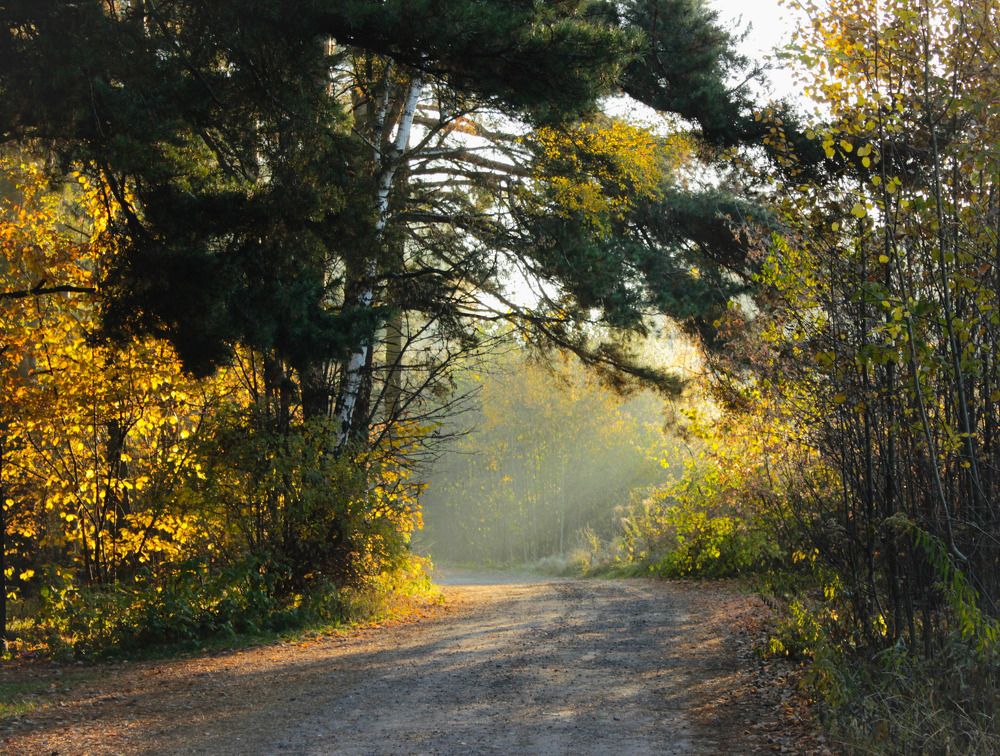 Туманное утро