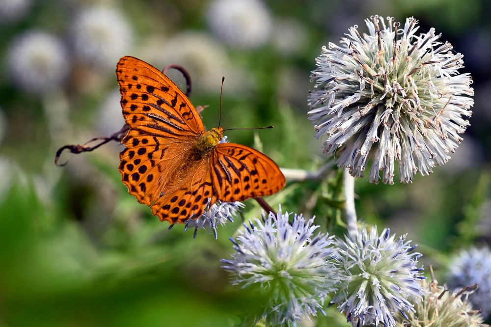 Photograph by Валерий Афанасьев