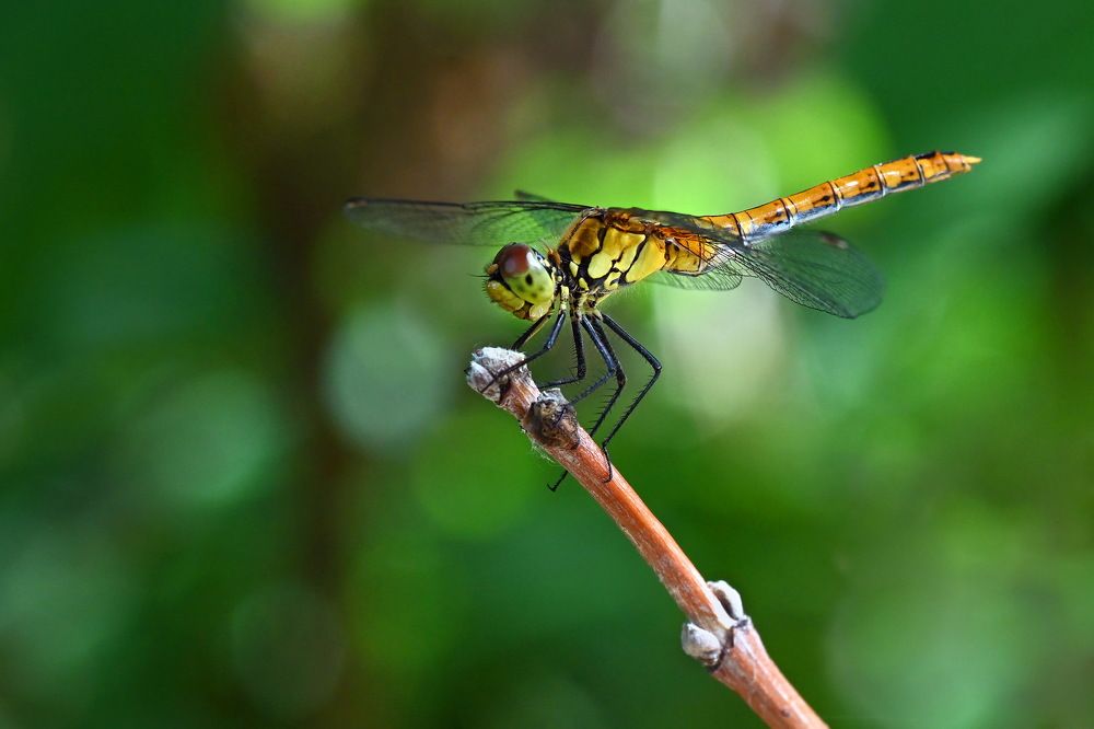 Photograph by Валерий Афанасьев