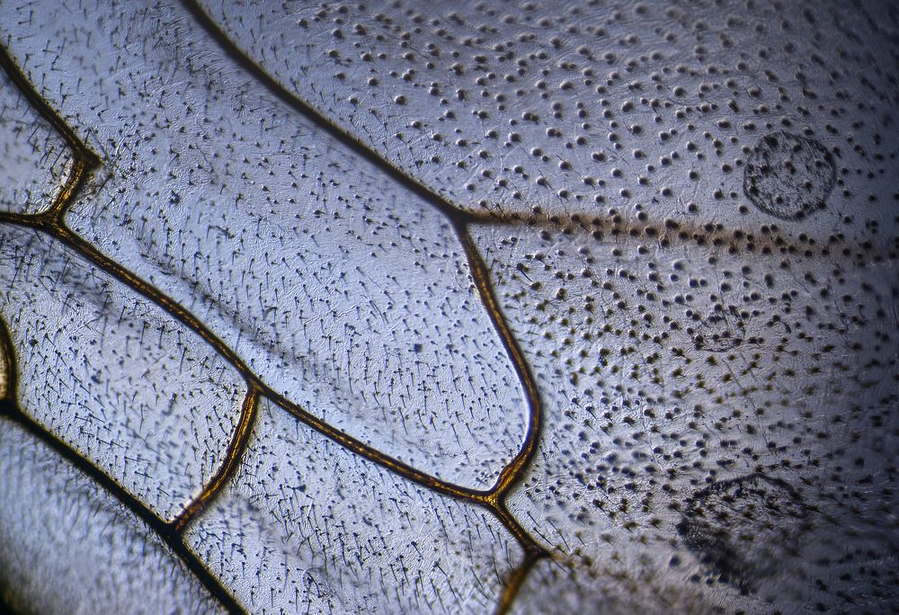 Photograph by Svoboda Andreeva