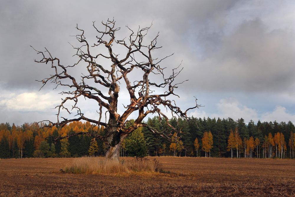 Photograph by Guntars