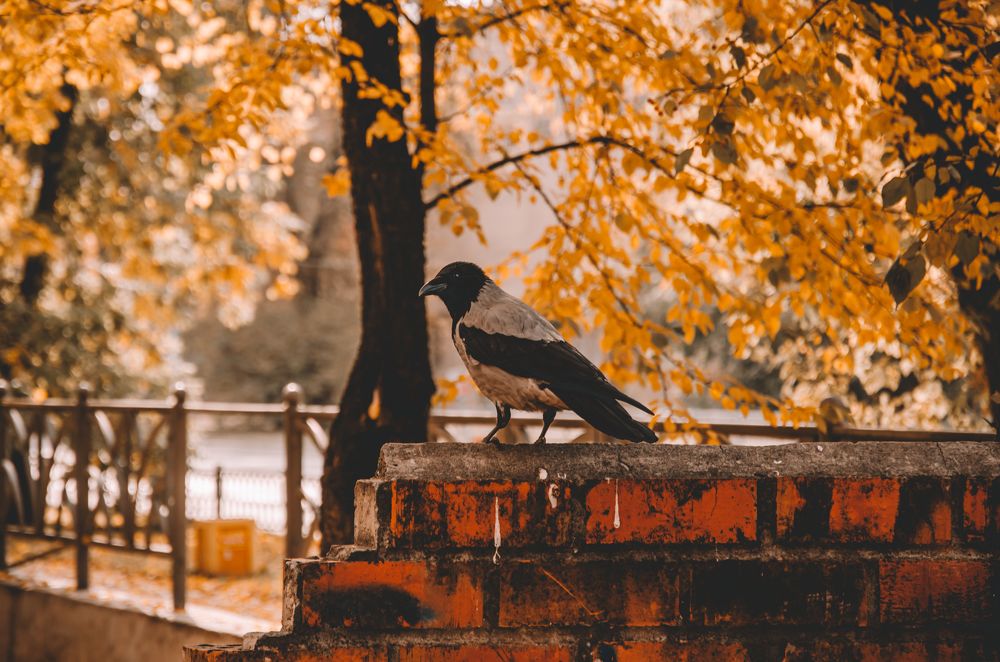 Фотография автора Nikolay Kushov