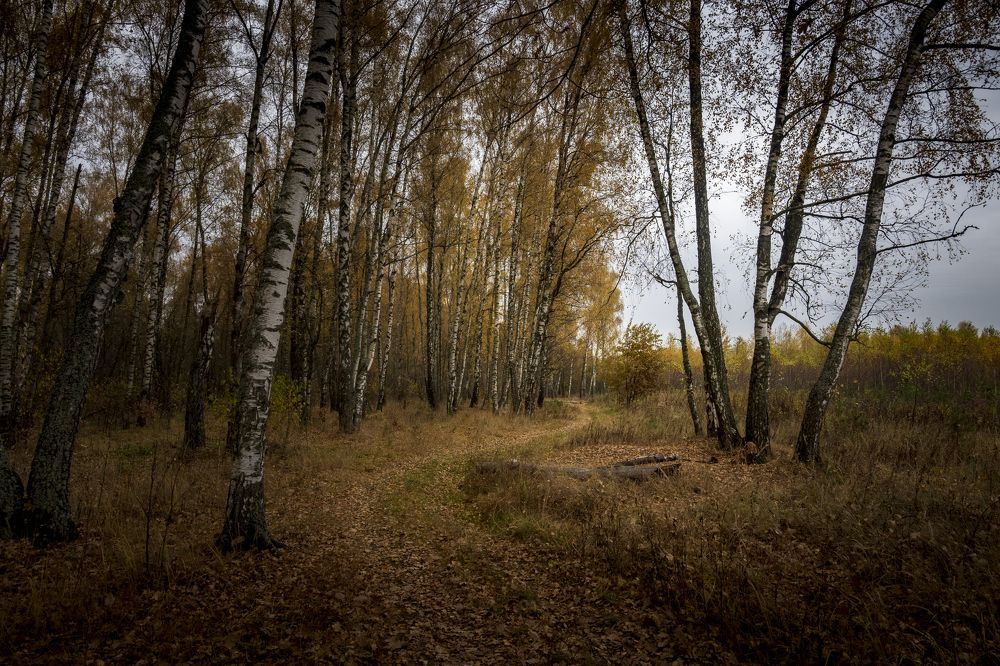 Photograph by Roman Adler