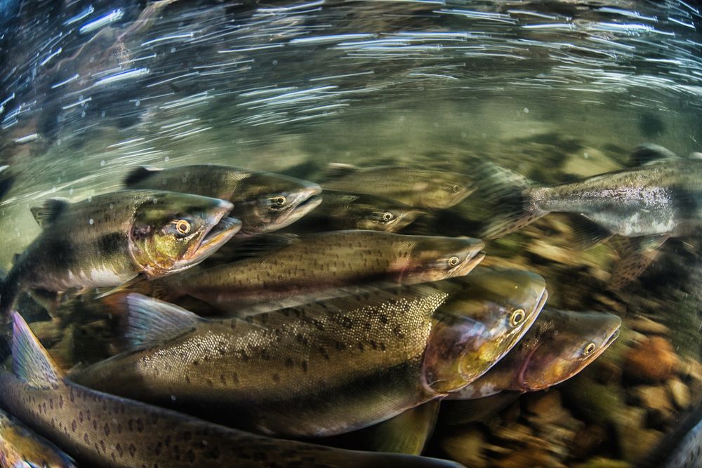 Фотография автора Евгения Кирпиченкова (Клипп)