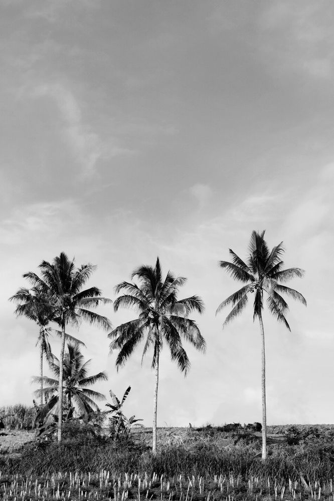 Photograph by Mohd Firdaus Bin Mohd Yusoff