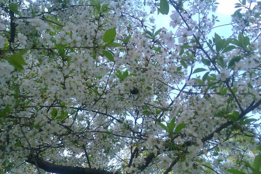 Photograph by Алия Хафизова