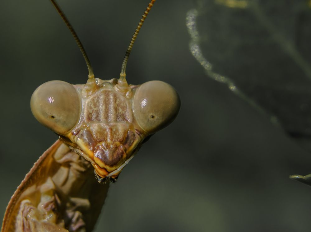 Photograph by Igor Tourovski