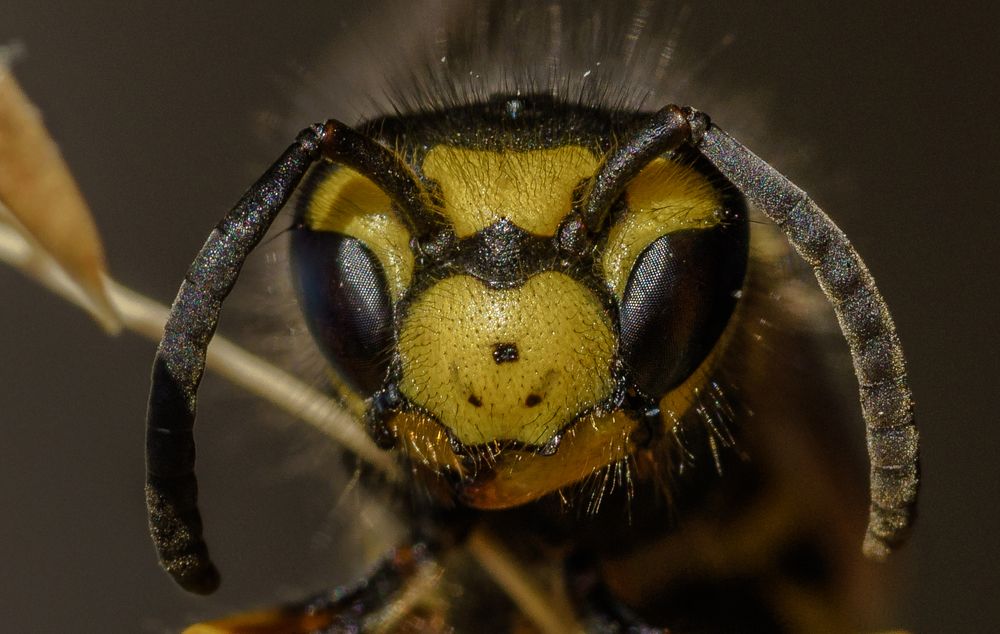 Photograph by Igor Tourovski