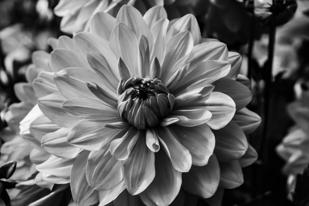 Photograph by Florentina-Adriana Vasilescu