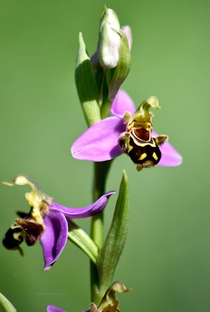 Photograph by MOUHCINE AJDI