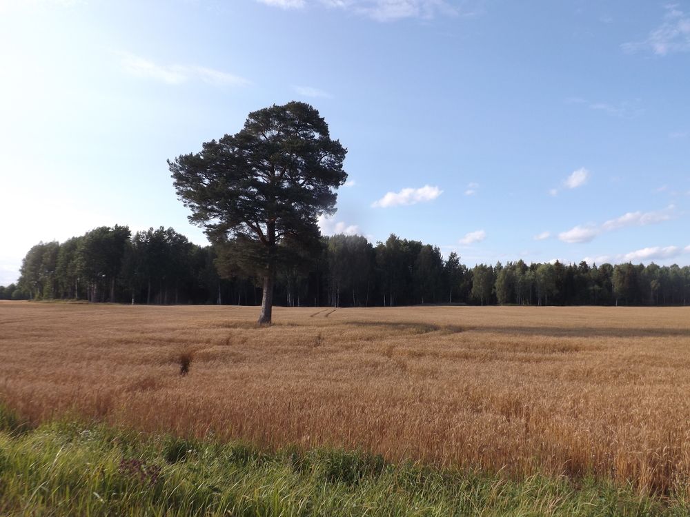 Photograph by Путова Юлия