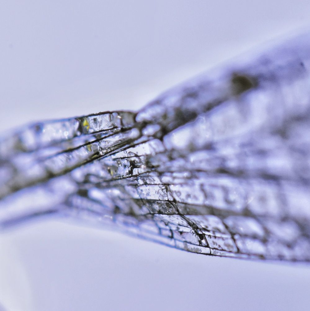 Photograph by Sumiran Waghmare