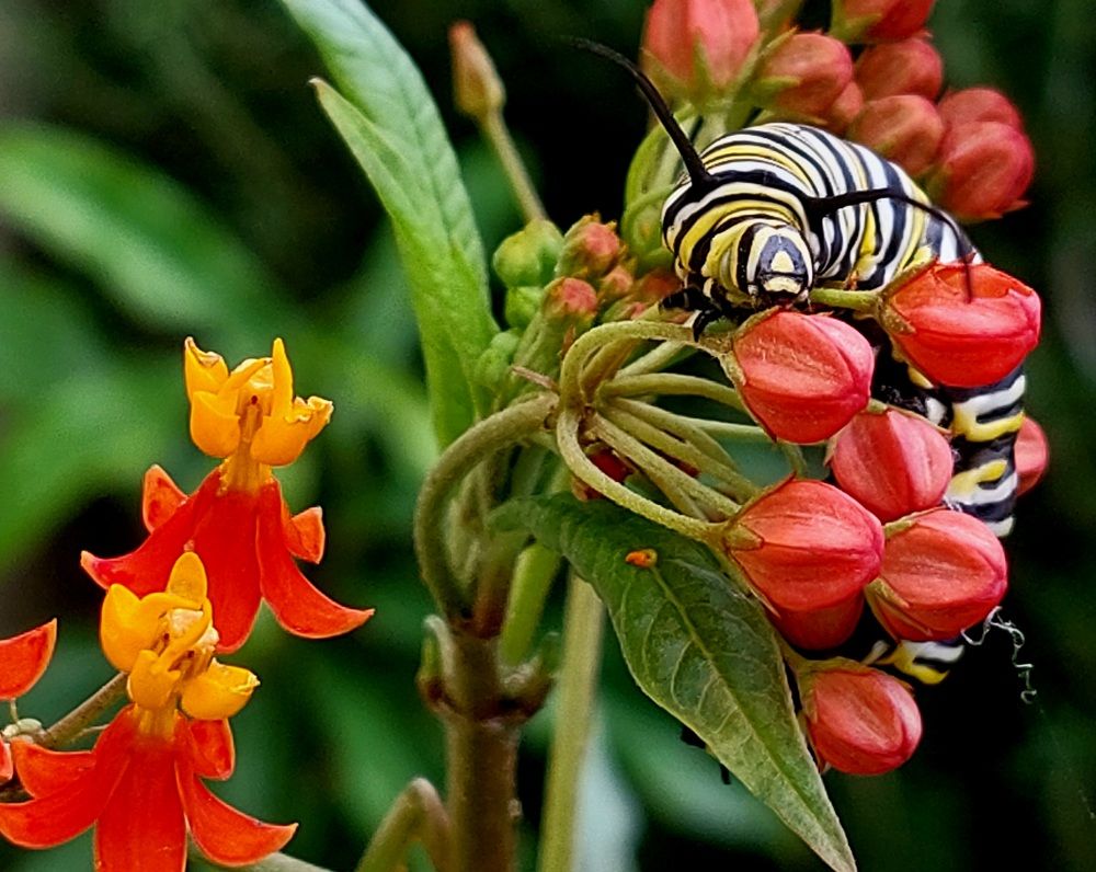 Caminando en el Jardin