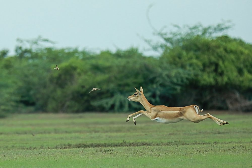 Фотография автора Parivel.v