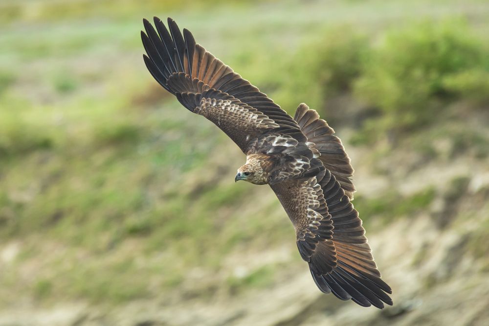 Фотография автора Parivel.v