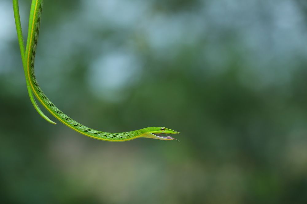 Фотография автора Parivel.v