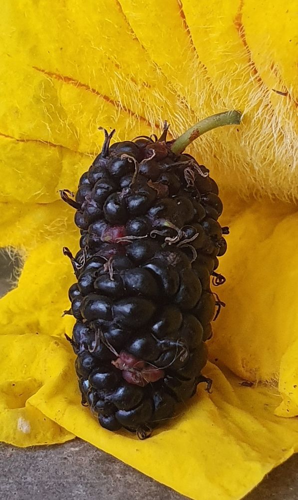 Photograph by Leopoldo Joloidovsky